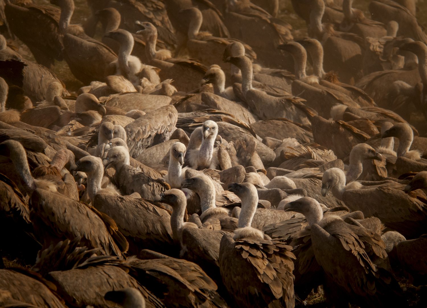 Buitre Leonado _1_DSC8797