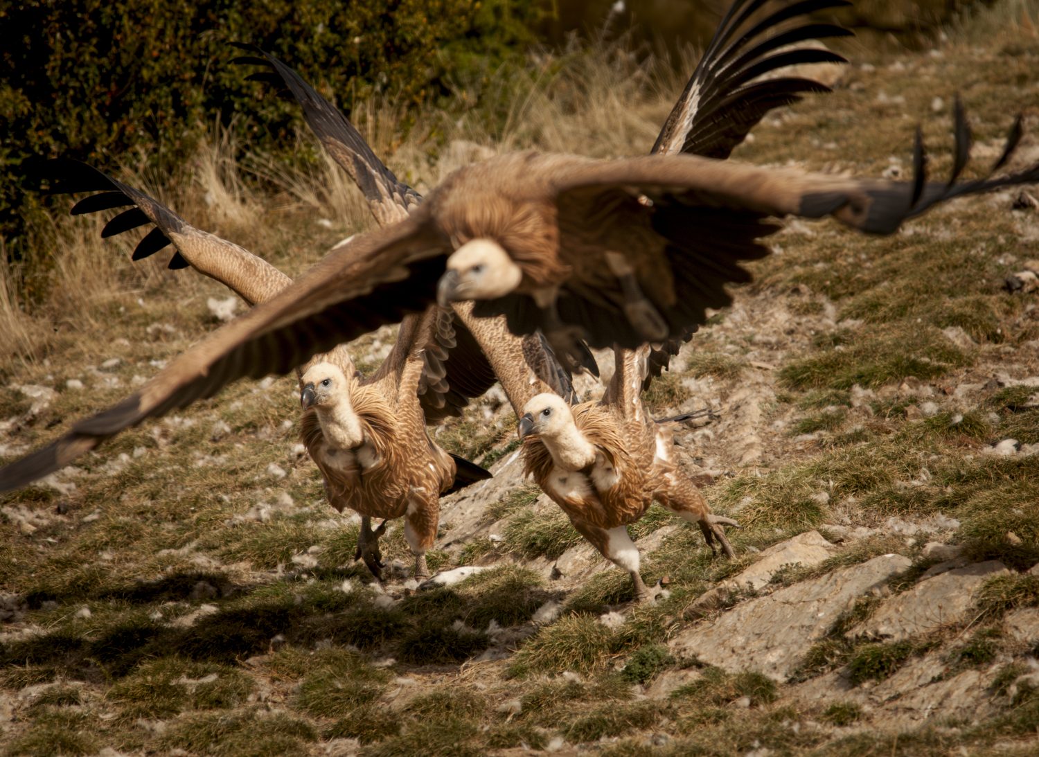 Buitre Leonado _2_DSC9029