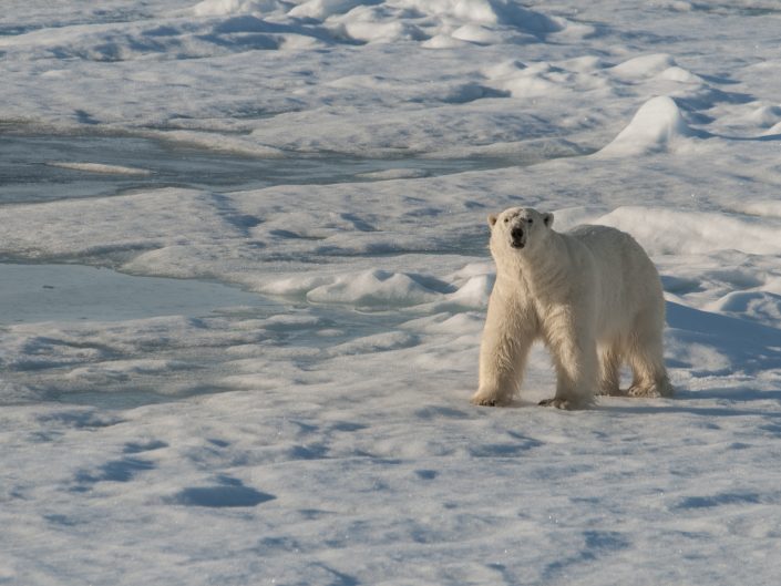 Oso Polar