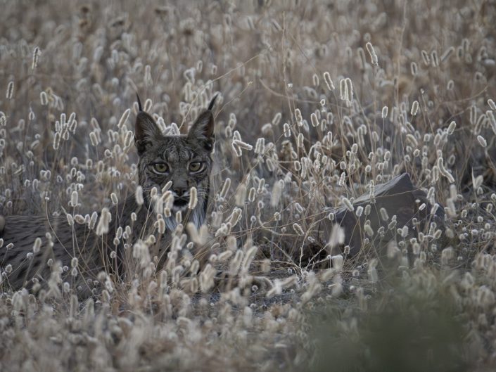 Lince Ibérico